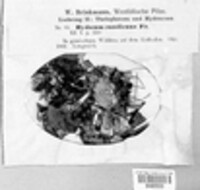 Hydnellum concrescens image